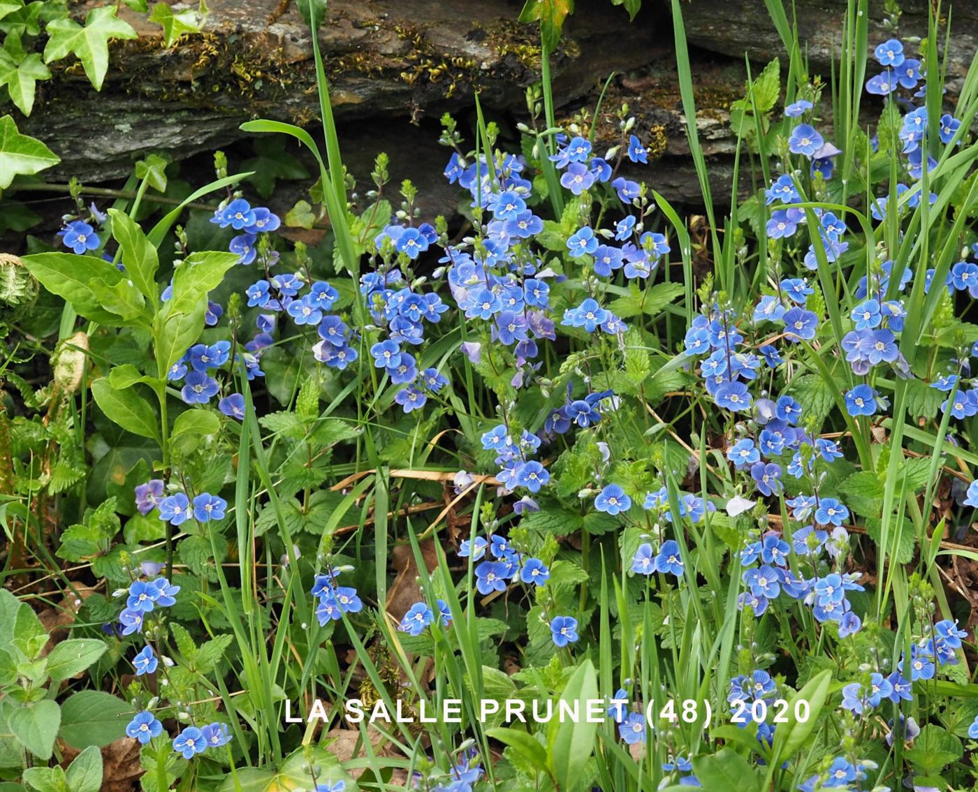 Speedwell, Germander plant